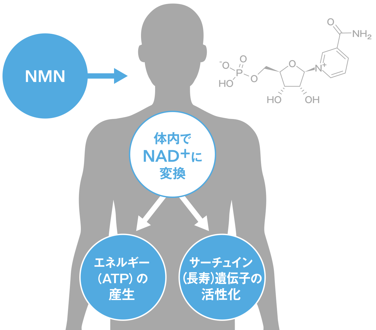 NMNとはイメージ1