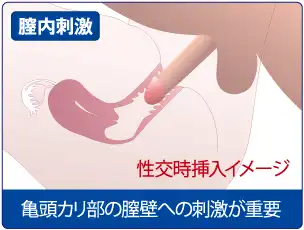 性行為時のペニス挿入イメージ図です。膣壁への刺激が重要です。