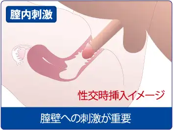 膣壁への刺激の重要性