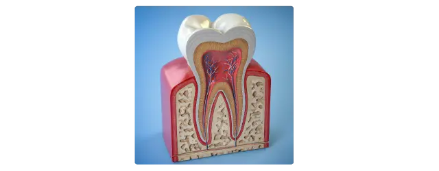 歯髄幹細胞由来培養上清