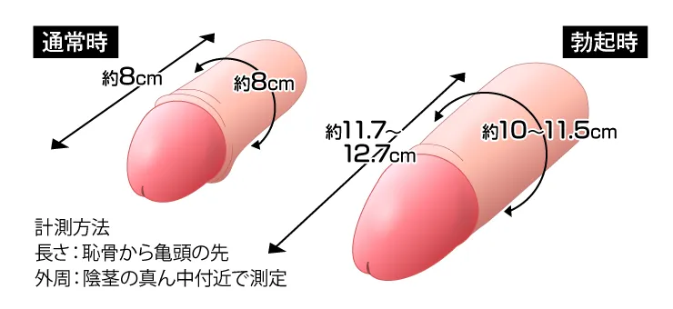 ペニス増大・陰茎増大をお考えの方へ