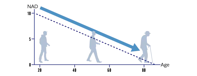 加齢によって減少するNAD+