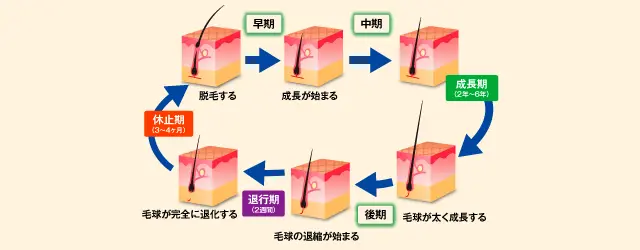 毛周期サイクル【正常時】